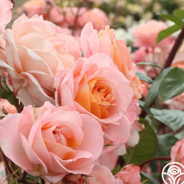 Heirloom Roses Lady Of The Mist™ Clearance
