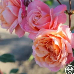 Heirloom Roses Lady Of The Mist™ Clearance
