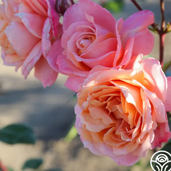 Heirloom Roses Lady Of The Mist™ Clearance