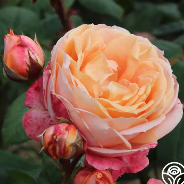 Heirloom Roses Lady Of The Mist™ Clearance