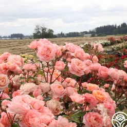Heirloom Roses Lady Of The Mist™ Clearance