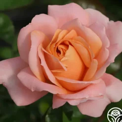 Heirloom Roses Lady Of The Mist™ Clearance