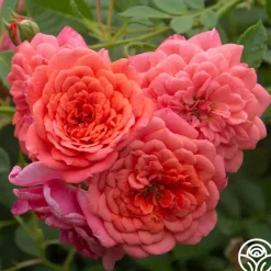 Heirloom Roses Lady Penelope