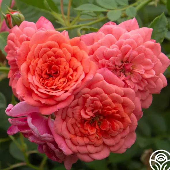 Heirloom Roses Lady Penelope