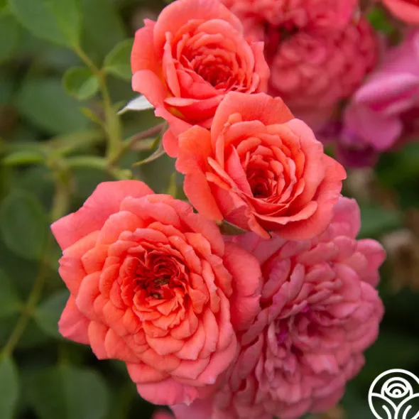 Heirloom Roses Lady Penelope