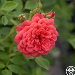 Heirloom Roses Lady Penelope