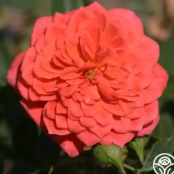 Heirloom Roses Lady Penelope