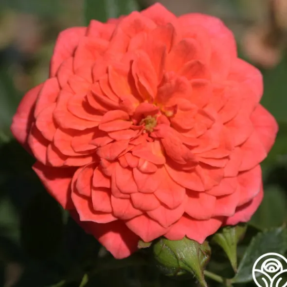 Heirloom Roses Lady Penelope