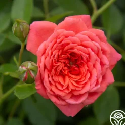 Heirloom Roses Lady Penelope