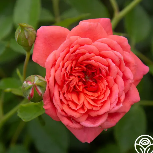 Heirloom Roses Lady Penelope