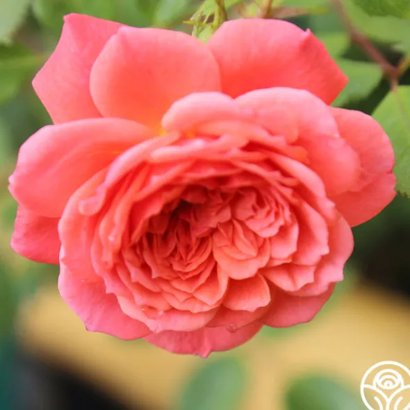 Heirloom Roses Lady Penelope