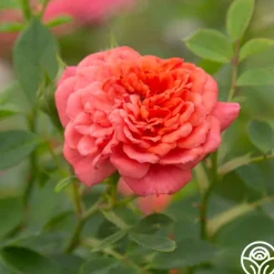 Heirloom Roses Lady Penelope