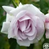 Heirloom Roses Lagerfeld Sale