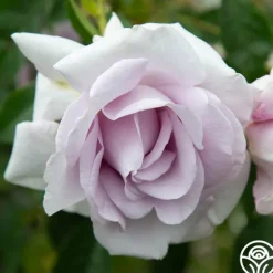 Heirloom Roses Lagerfeld Sale