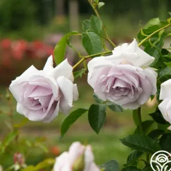 Heirloom Roses Lagerfeld Sale