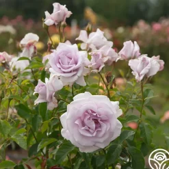 Heirloom Roses Lagerfeld Sale