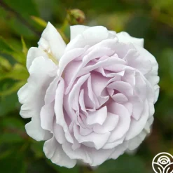 Heirloom Roses Lagerfeld Sale