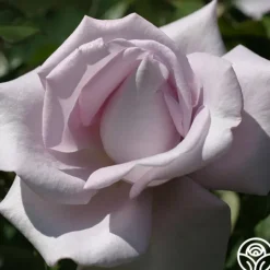 Heirloom Roses Lagerfeld Sale