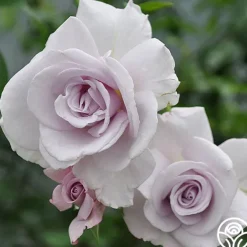 Heirloom Roses Lagerfeld Sale