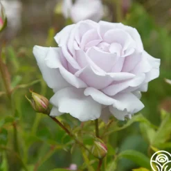 Heirloom Roses Lagerfeld Sale