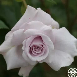 Heirloom Roses Lagerfeld Sale