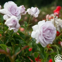 Heirloom Roses Lagerfeld Sale
