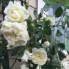 Heirloom Roses Lamarque Clearance