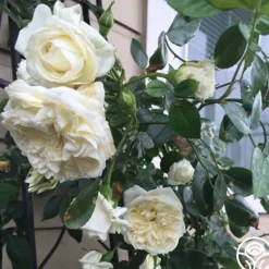 Heirloom Roses Lamarque Clearance