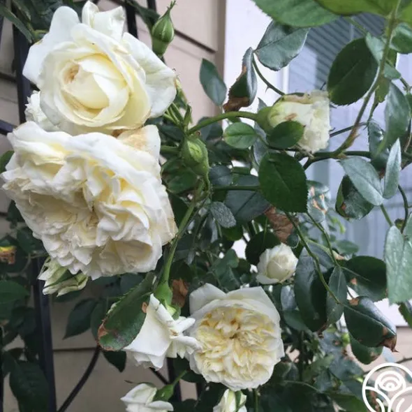 Heirloom Roses Lamarque Clearance