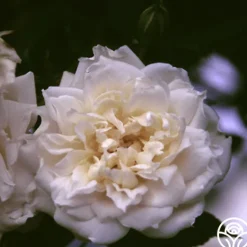Heirloom Roses Lamarque Clearance