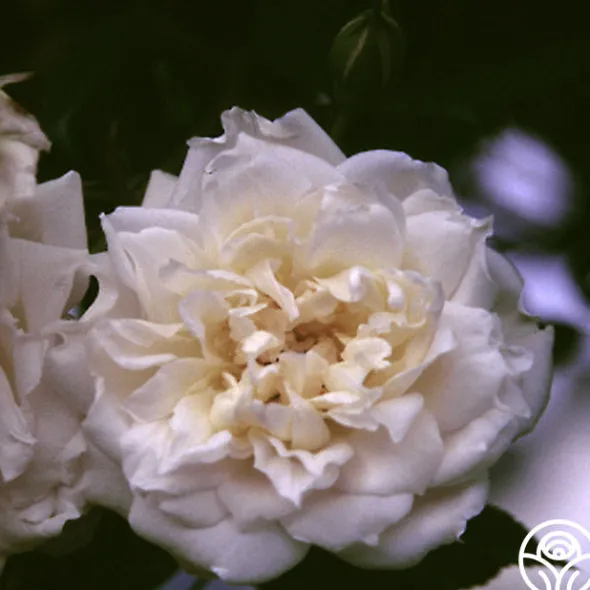 Heirloom Roses Lamarque Clearance