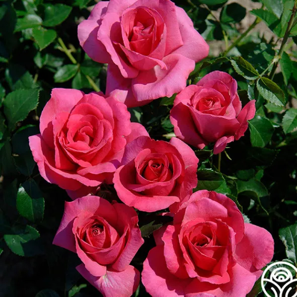 Heirloom Roses Lancôme® Discount