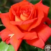 Heirloom Roses Las Vegas® Hot