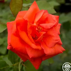 Heirloom Roses Las Vegas® Hot