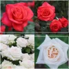 Heirloom Roses Last Chance Roses Outlet