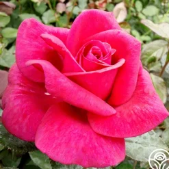 Heirloom Roses Lasting Love™ New