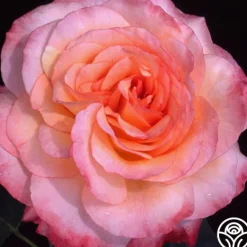 Heirloom Roses Laura™ Sale