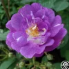 Heirloom Roses Lauren Online