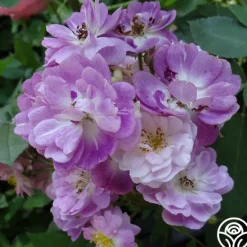 Heirloom Roses Lauren Online