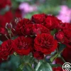 Heirloom Roses Lava Flow Clearance