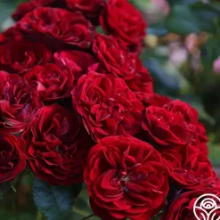Heirloom Roses Lava Flow Clearance