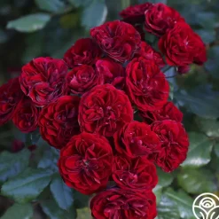 Heirloom Roses Lava Flow Clearance