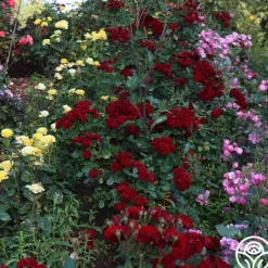 Heirloom Roses Lava Flow Clearance