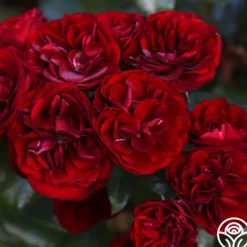 Heirloom Roses Lava Flow Clearance