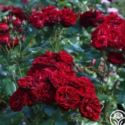 Heirloom Roses Lava Flow Clearance