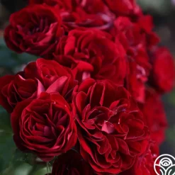 Heirloom Roses Lava Flow Clearance