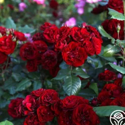 Heirloom Roses Lava Flow Clearance