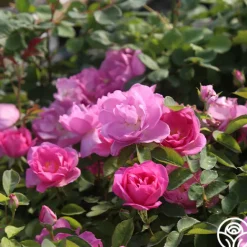 Heirloom Roses Lavender Floorshow® Discount