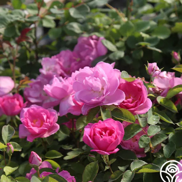 Heirloom Roses Lavender Floorshow® Discount
