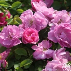 Heirloom Roses Lavender Floorshow® Discount
